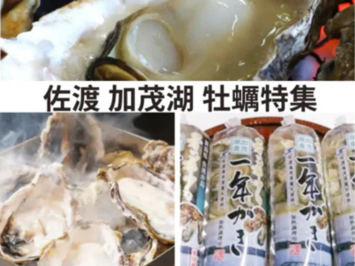 ぷりぷり!佐渡の牡蠣特集