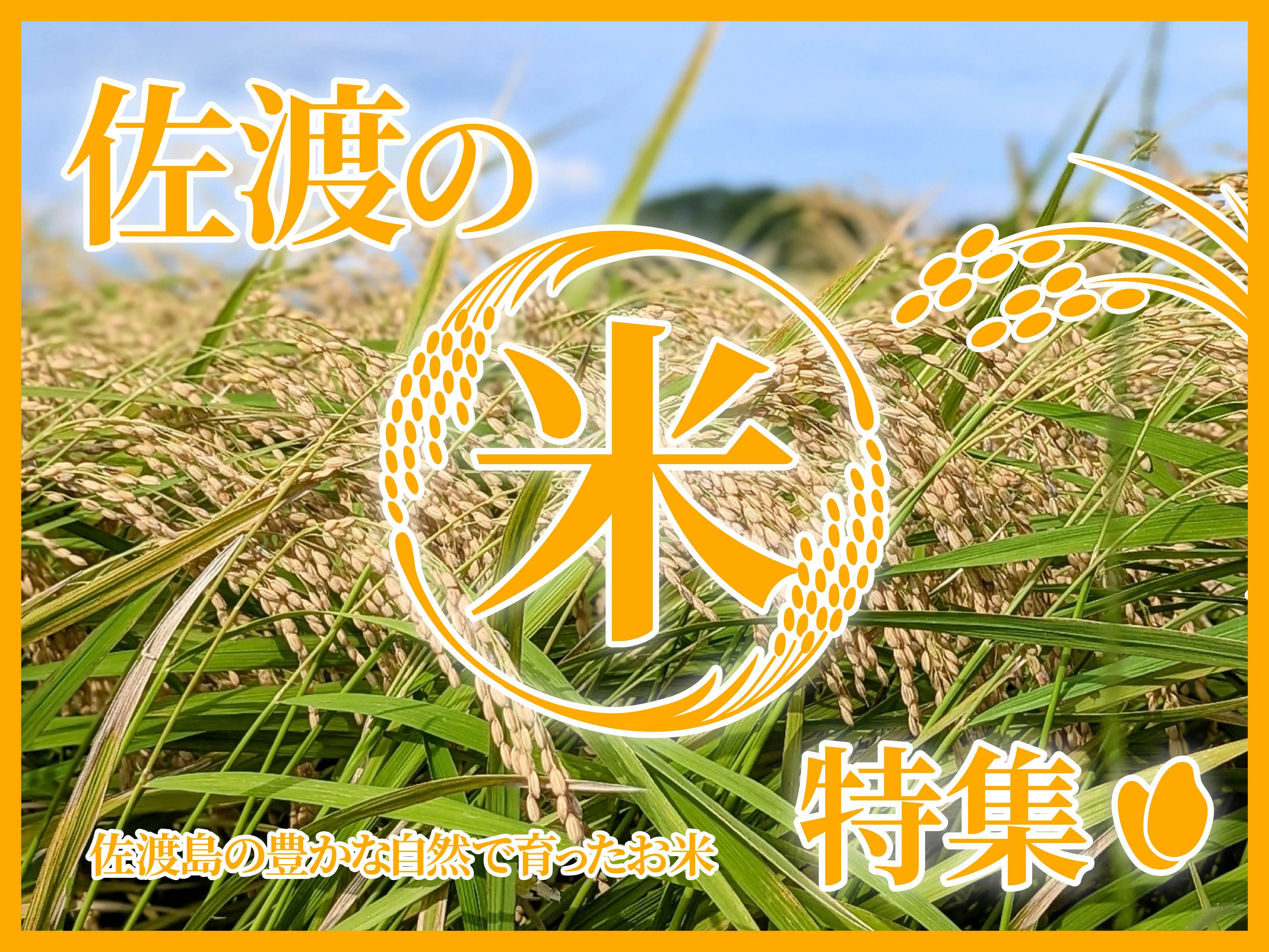【特集】佐渡島で作られる米は、なぜこんなに美味しいのか?