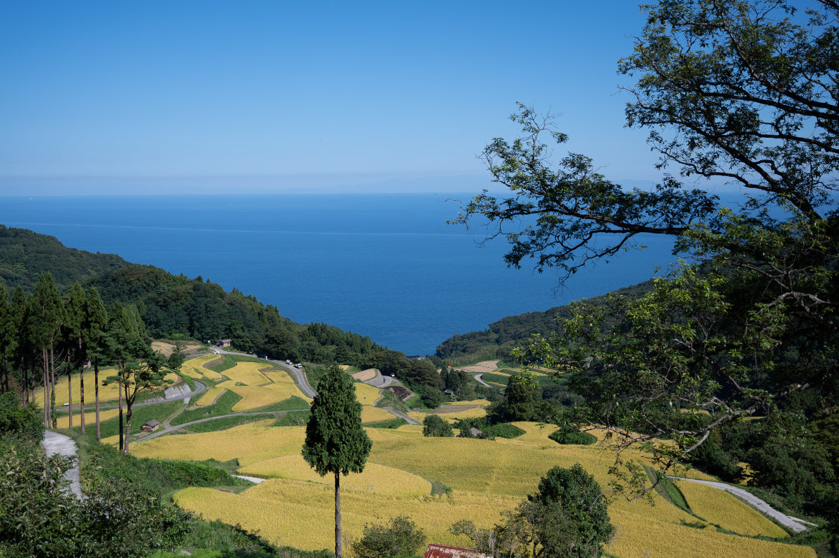 秋:実りの岩首昇竜棚田