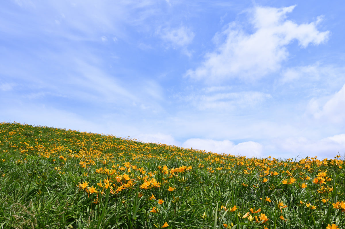 佐渡島にある大野亀という観光地でキバナカンゾウという花が咲いている写真