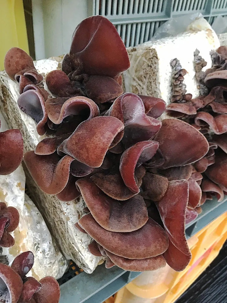 きくらげ(生) 2パック