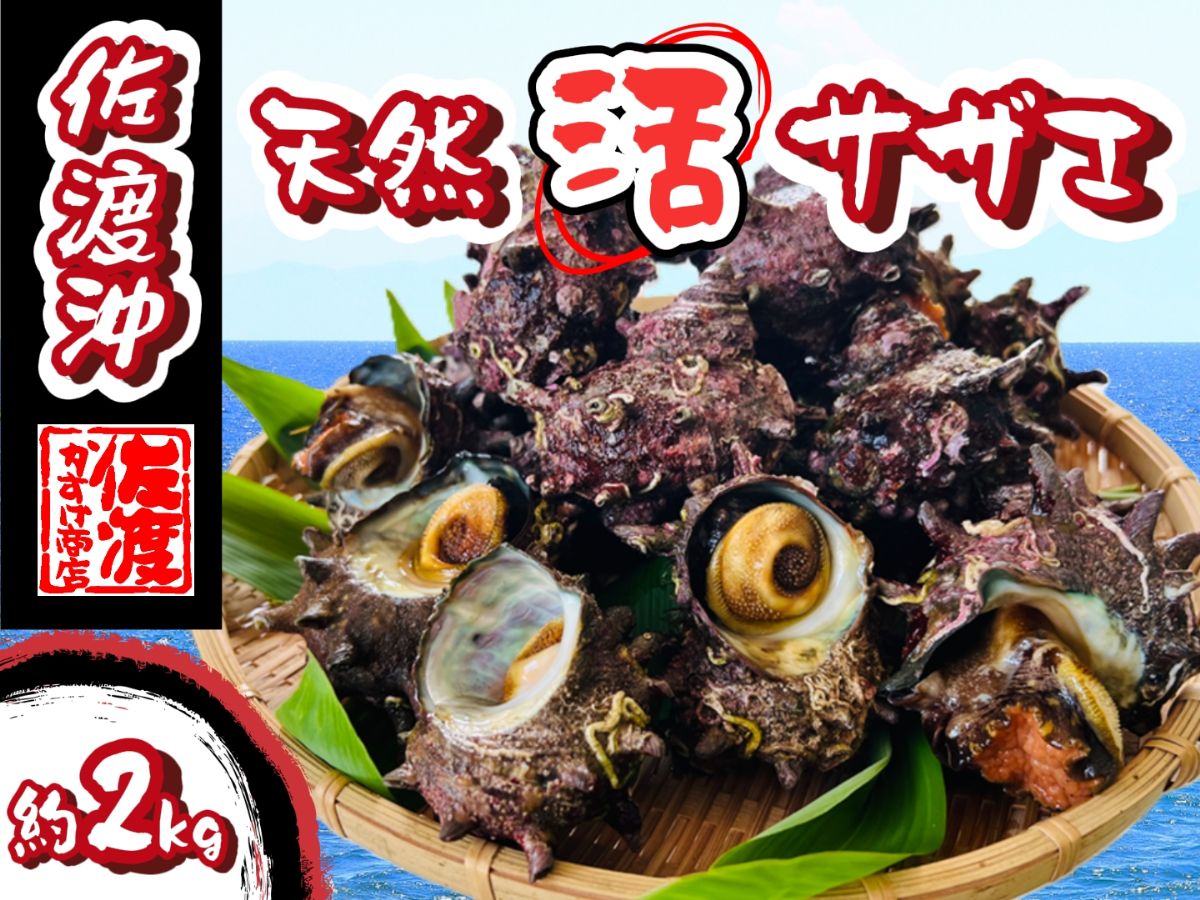 【「限定50セット」島獲れ!天然!活さざえ2kg】
日本海の黄金の島【佐渡島】の新鮮なさざえを約20個お届けします!