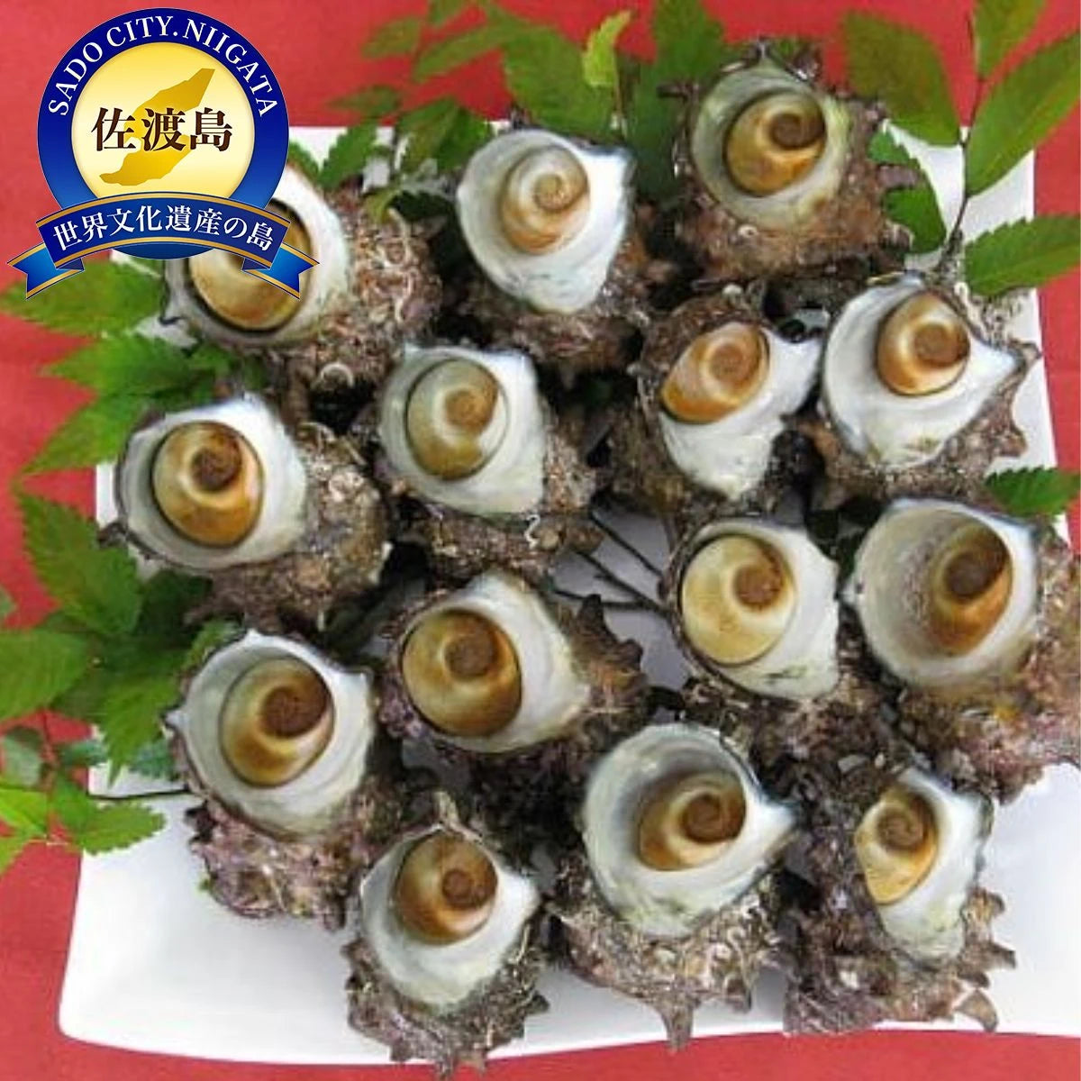 【送料無料】 活サザエ 2kg 18～28個 山陰日本海のきれいな海で育った 天然さざえ 活きたまま発送 但馬海産市場 活さざえ 2kg（18個?28個） 山陰日本海 但馬産 産地