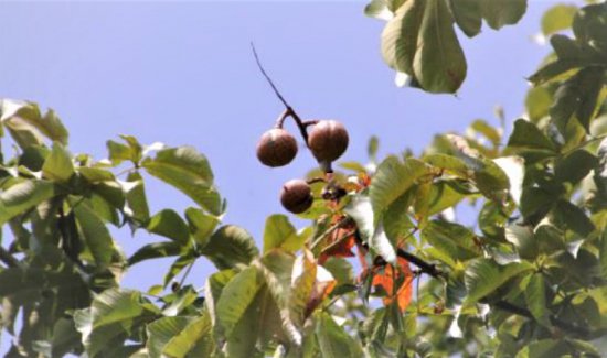 栃大福3個入り×3パック