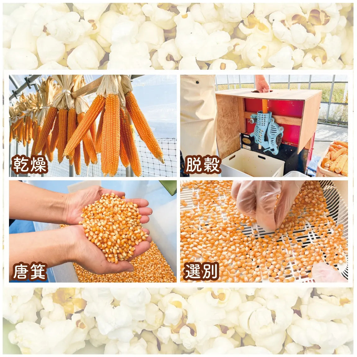 佐渡島産大野さんのポップコーン2種(塩バター・キャラメル)5袋セット