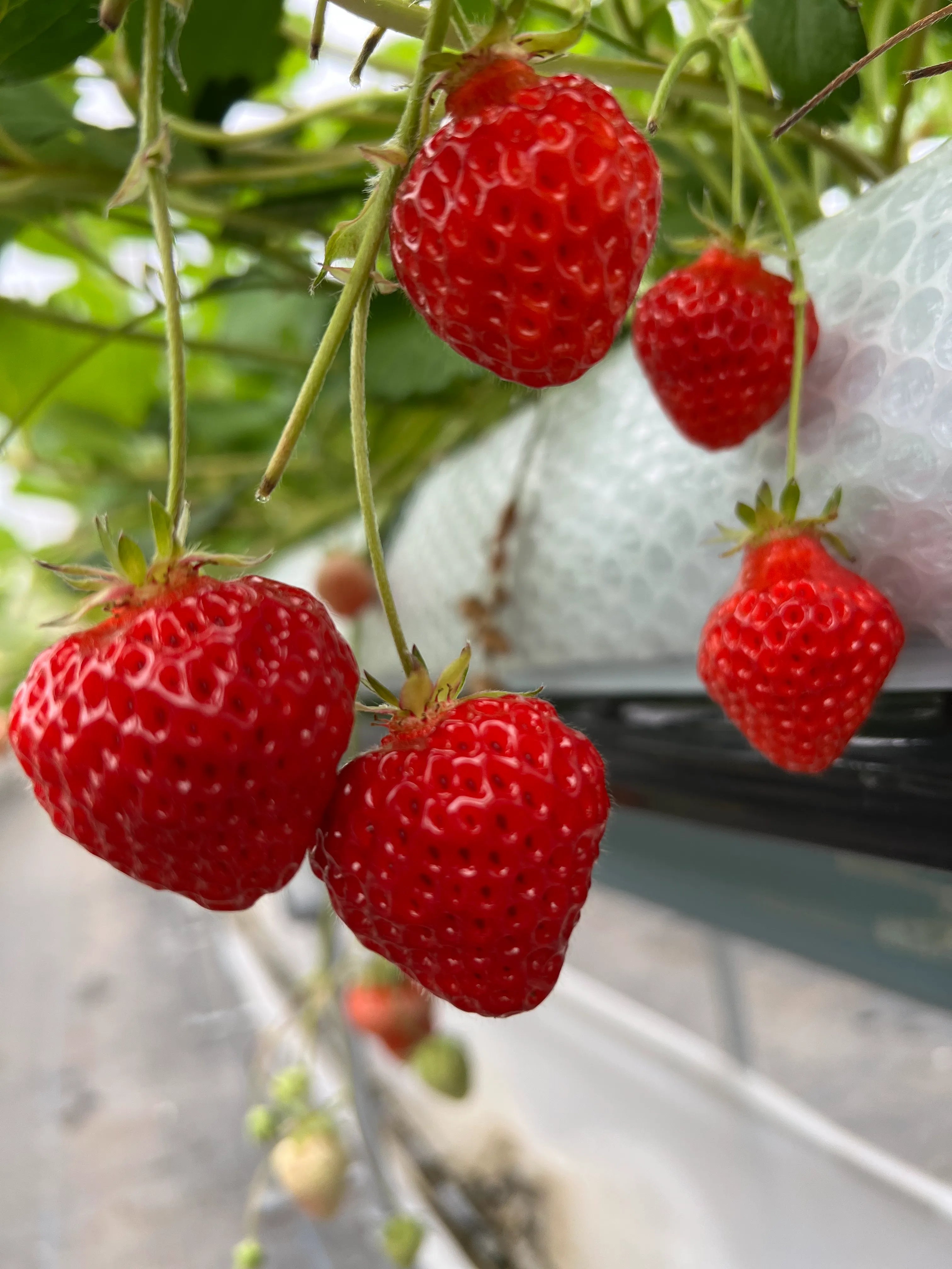 【ふるさと納税】マッテラート 佐渡島の金山 佐渡食材のジェラート6個詰め合わせ(85ml×6個) 【 お菓子 ジェラート スイーツ いちご ミルク 詰め合わせ 】