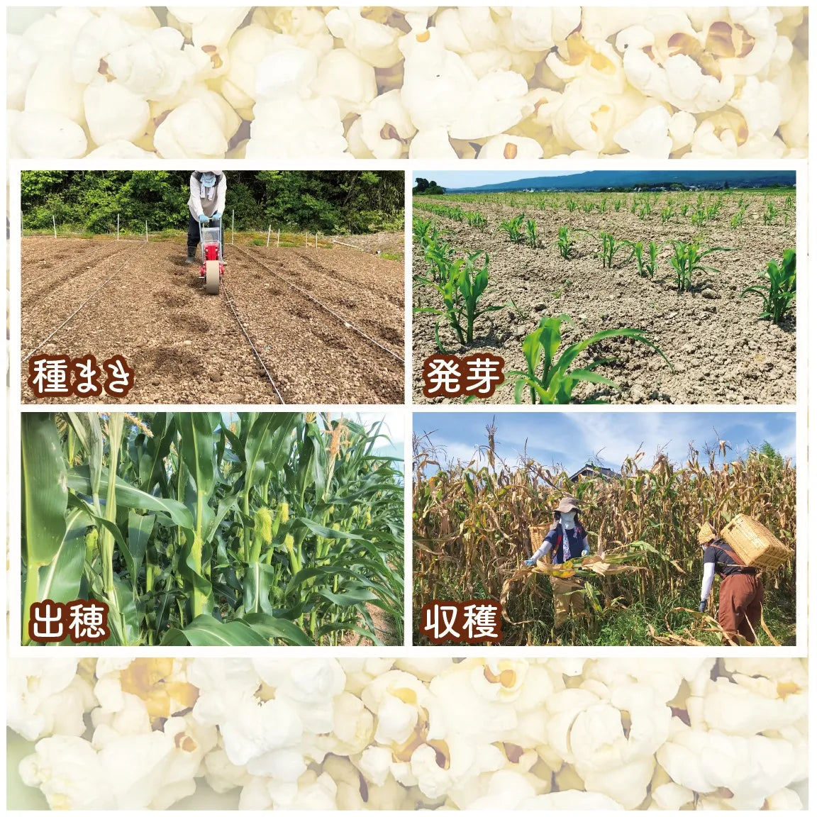 佐渡島産大野さんのポップコーン用とうもろこし180g×5袋入