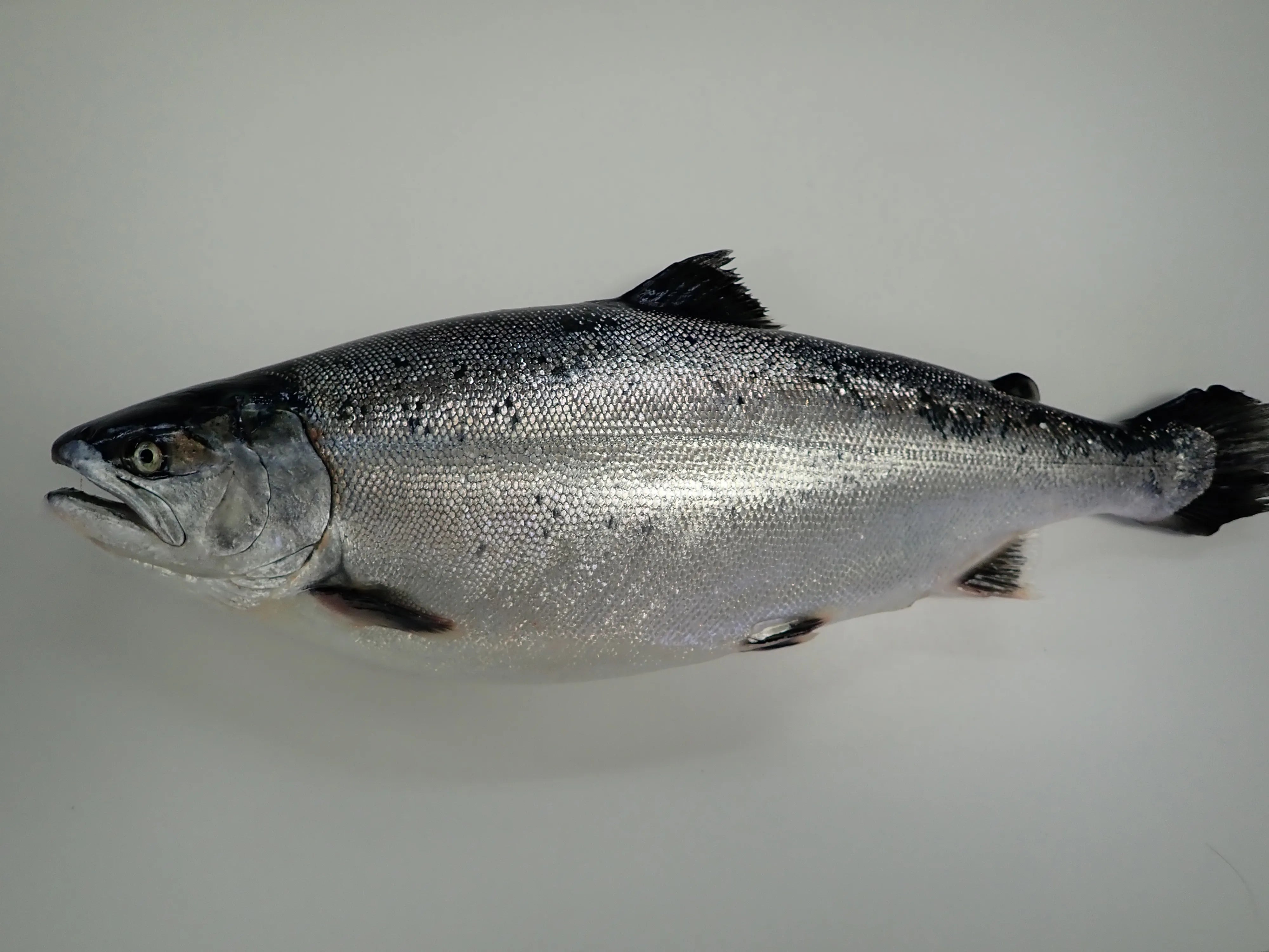 【期間限定】佐渡満開さくらます 1尾まるごと発送!