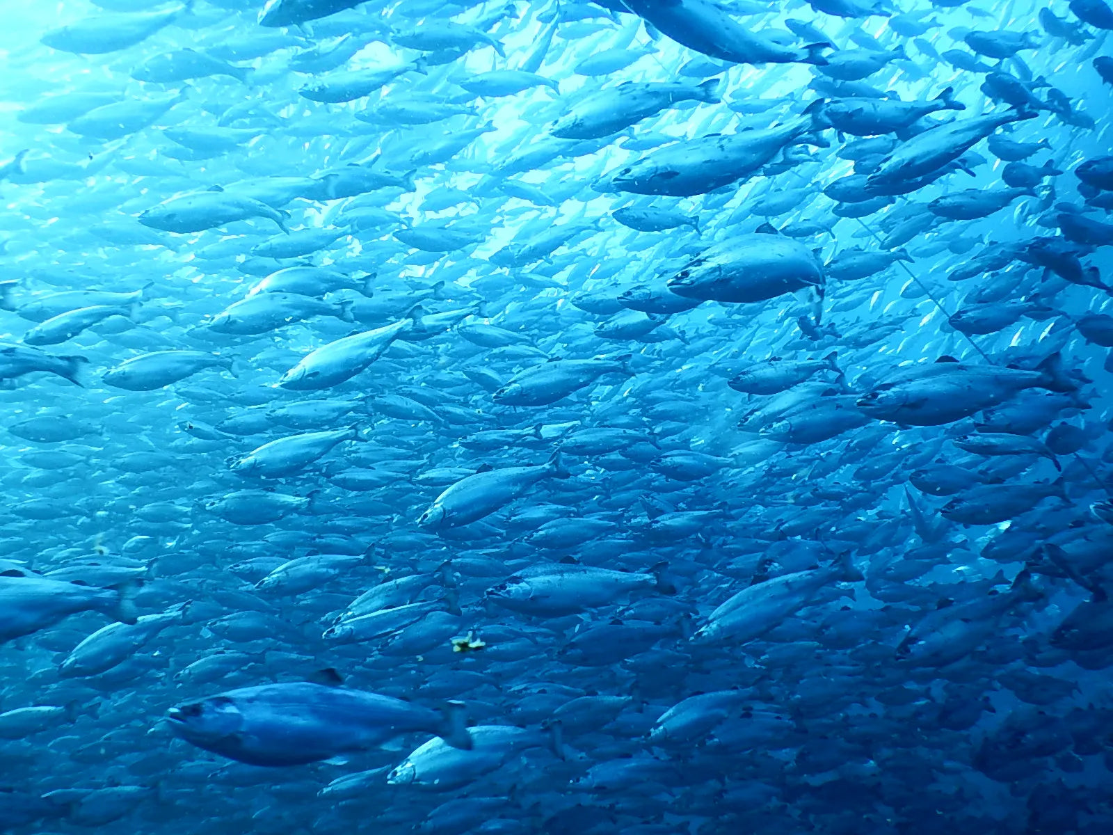 【期間限定】佐渡満開さくらます 1尾まるごと発送!