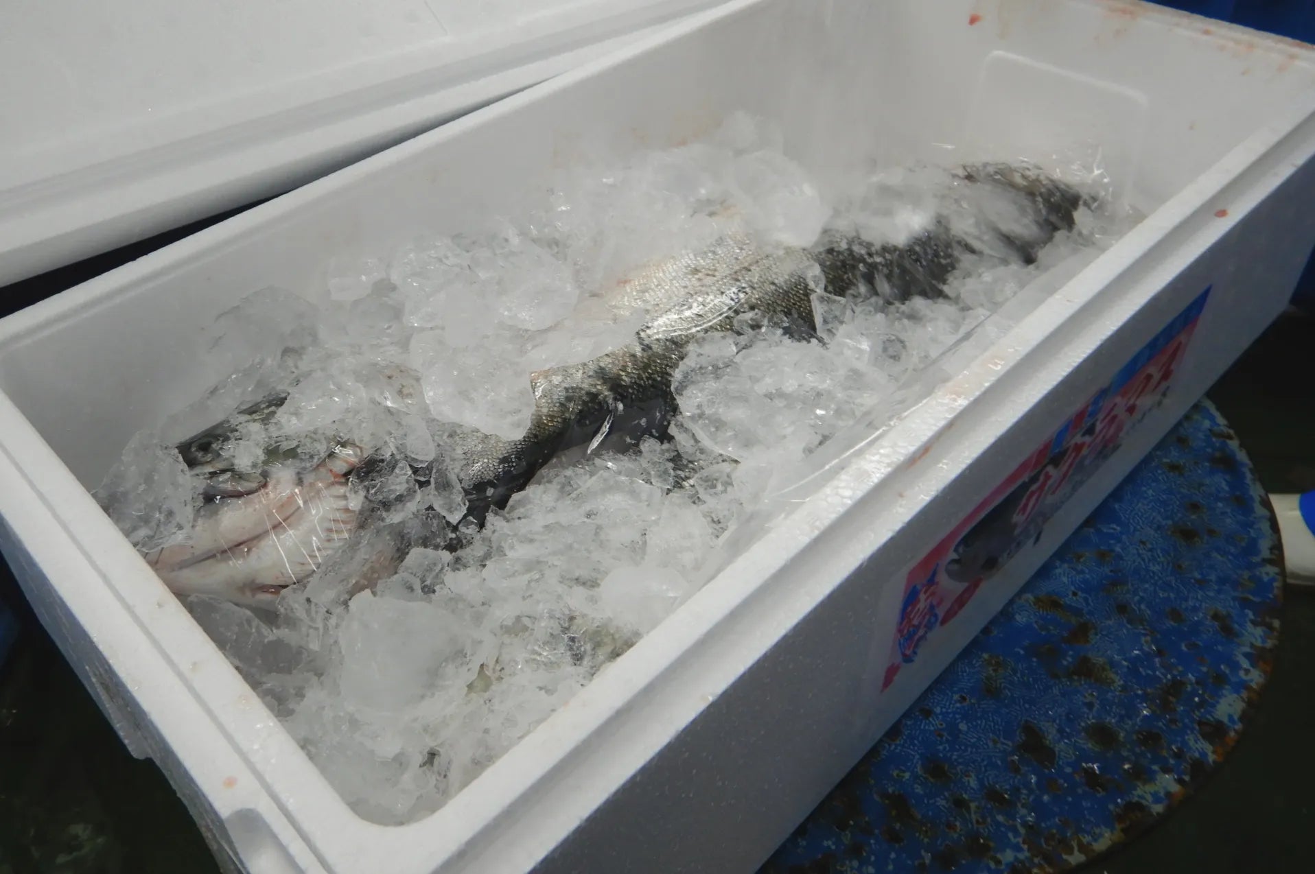 【期間限定】佐渡満開さくらます 1尾まるごと発送!