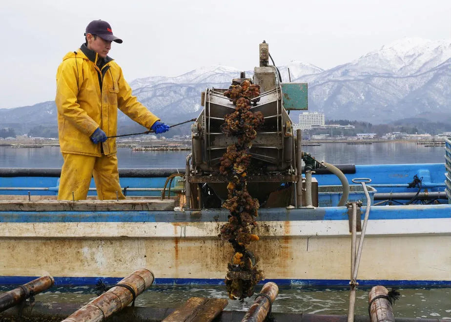 佐渡加茂湖産 一年牡蠣のカンカン焼き(殻付き牡蠣約2kg)