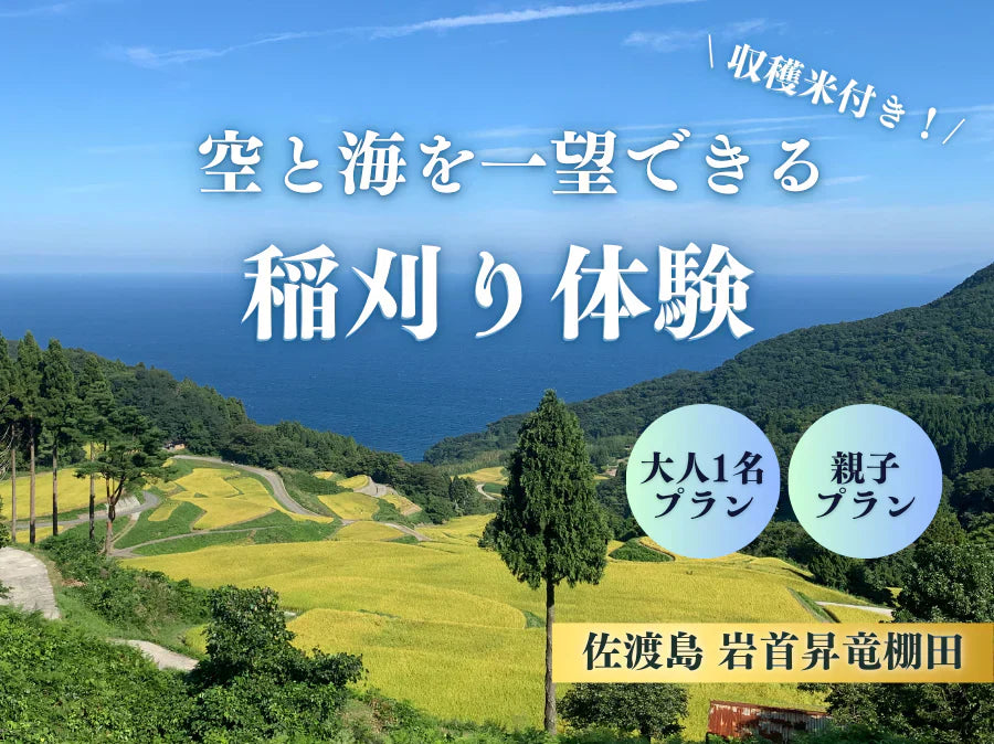 秋は新米！『佐渡岩首の稲刈り体験』ふる佐渡の体験型返礼品のご紹介