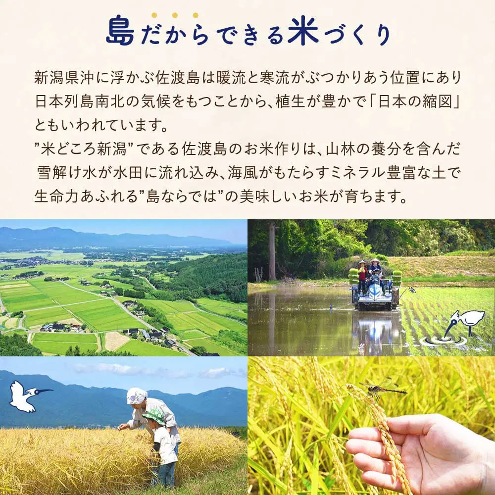 〈先行予約〉佐渡島産 コシヒカリ
 無洗米10Kg (5Kg×2袋）
 【令和7年産】特別栽培米(9月下旬以降発送)