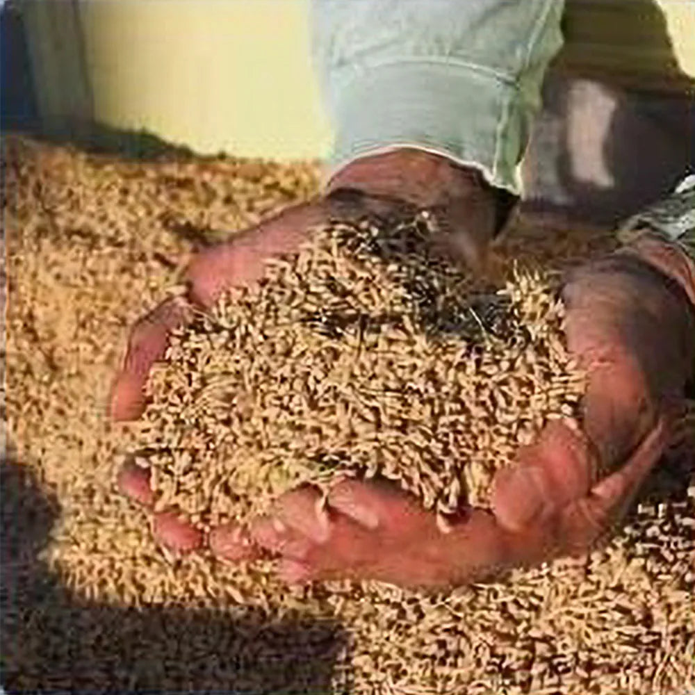 だるま庵農園の自然栽培コシヒカリ精米9kg「おんでこ米」