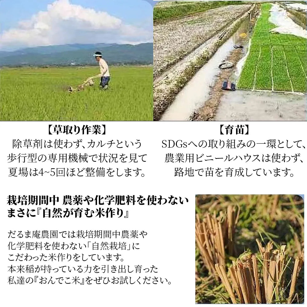 だるま庵農園の自然栽培コシヒカリ精米9kg「おんでこ米」
