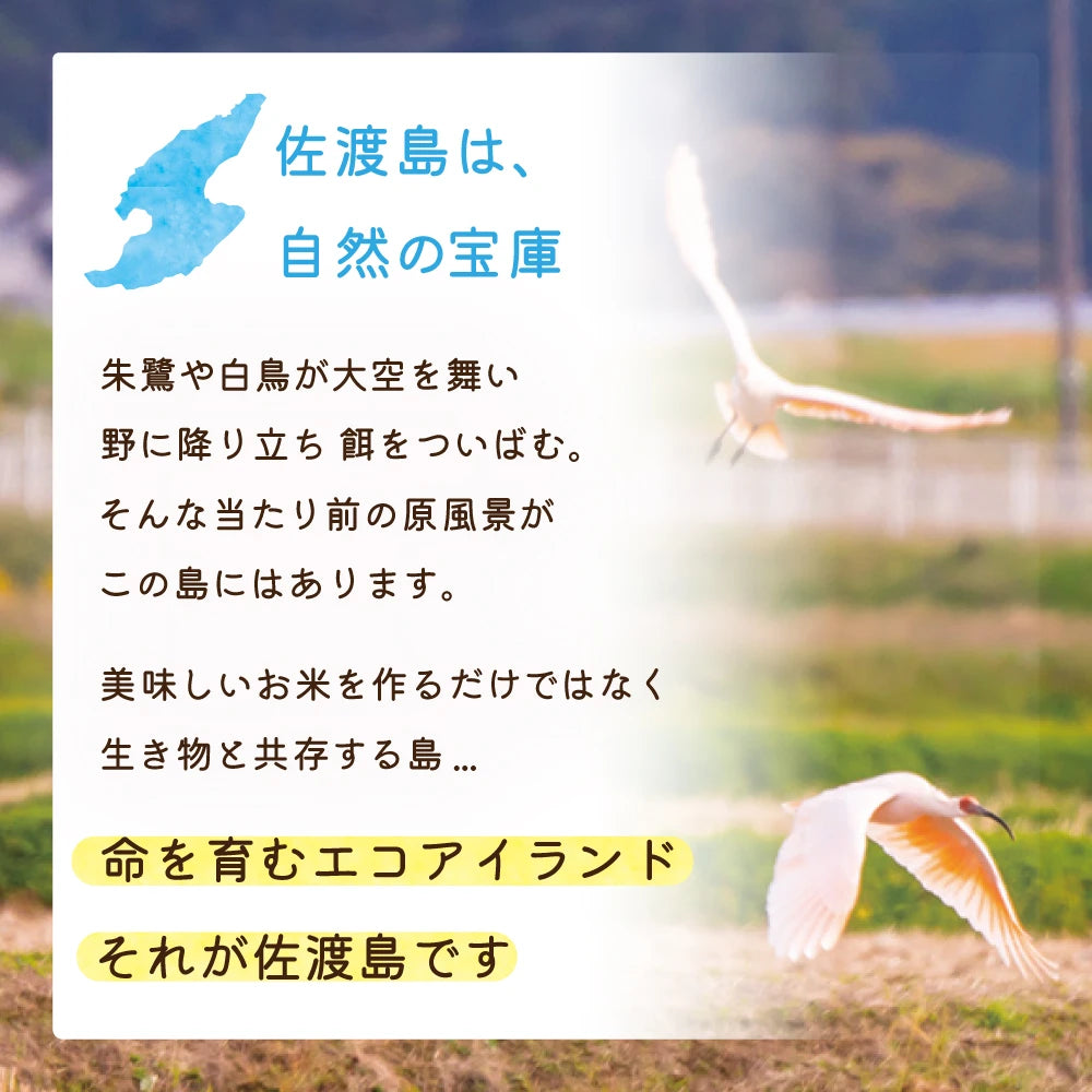 〈先行予約〉佐渡島産 コシヒカリ
 無洗米10Kg (5Kg×2袋）
 【令和7年産】特別栽培米(9月下旬以降発送)