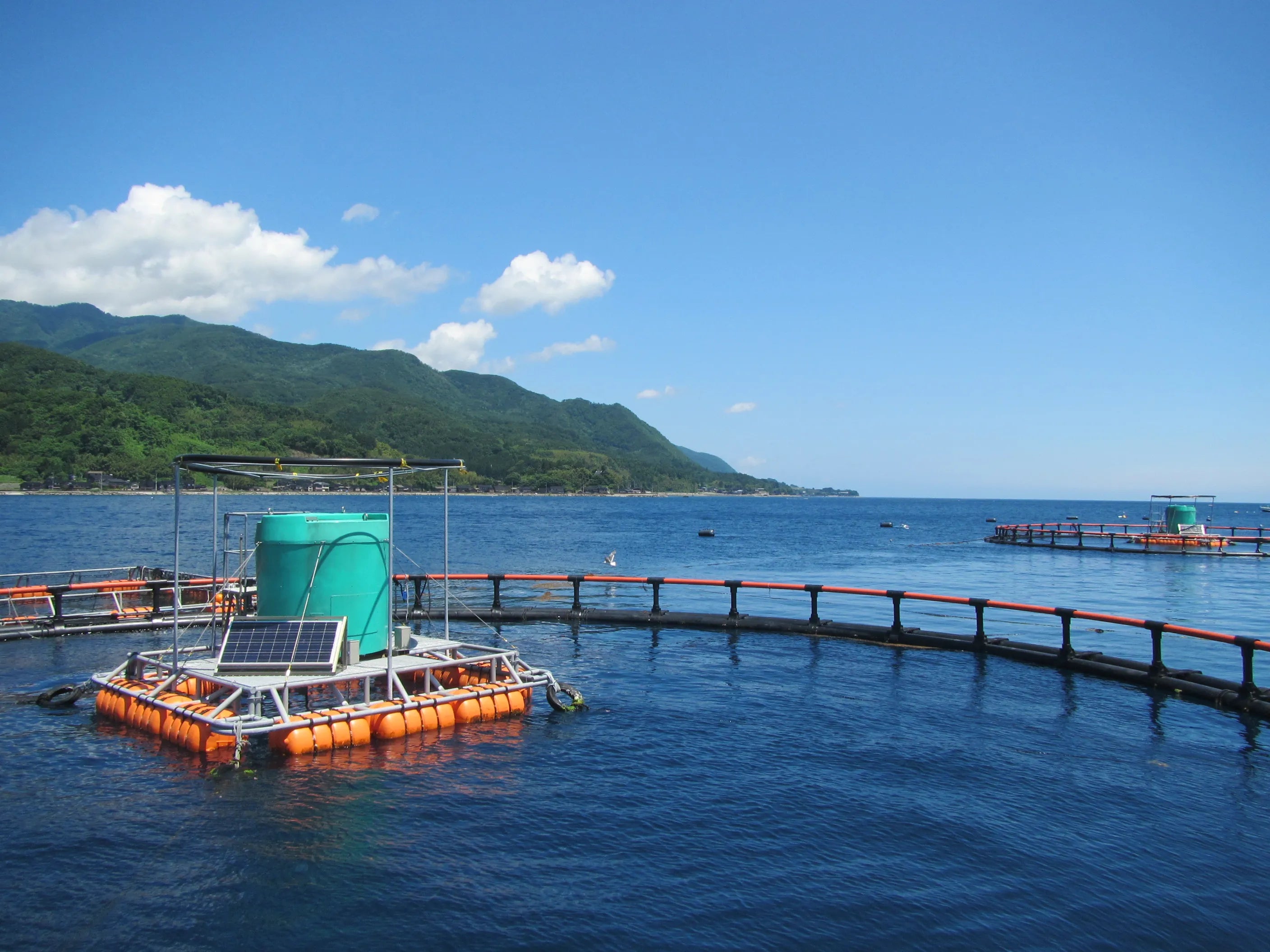 【期間限定】佐渡満開さくらます １尾まるごと発送！