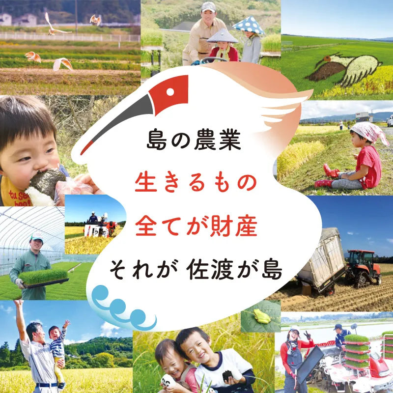佐渡島産 ミルキークイーン 
 玄米25Kg (5Kg×5袋）
 《特別栽培米》