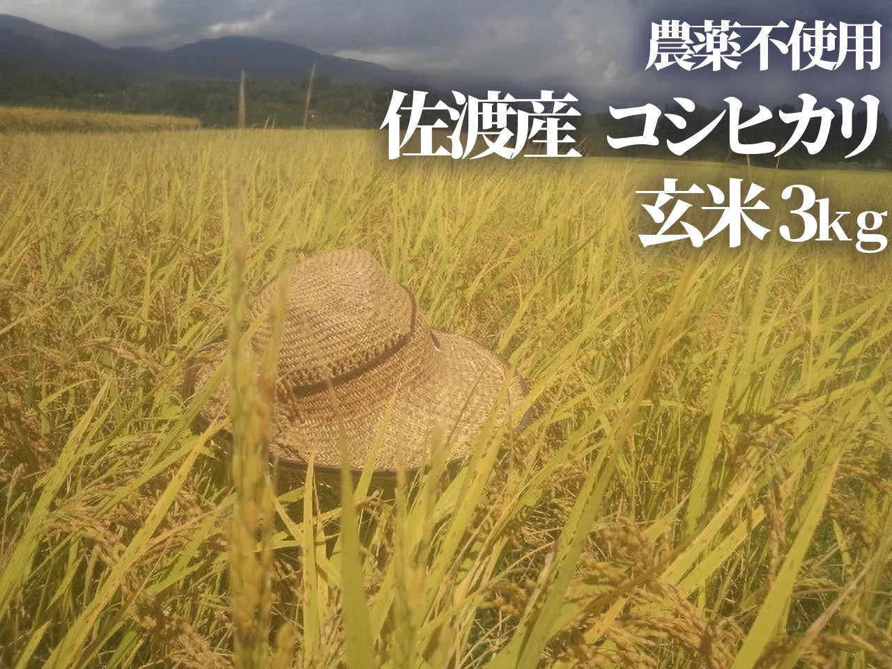 【令和5年産】農薬不使用 佐渡産コシヒカリ 玄米3kg
