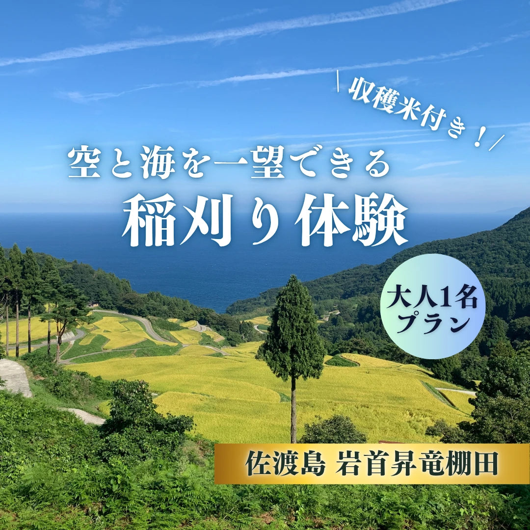 岩首昇竜棚田稲刈り体験
 (大人１名プラン)