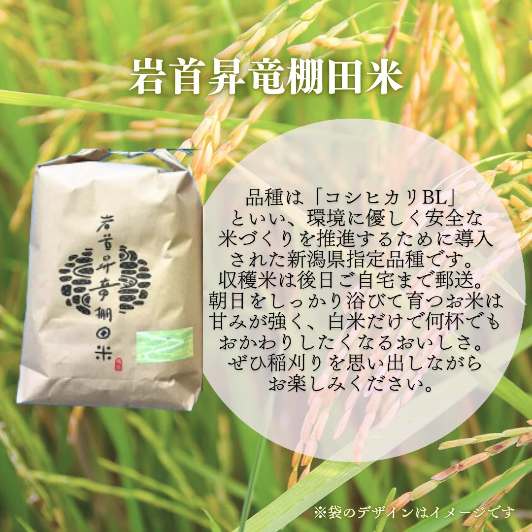 岩首昇竜棚田稲刈り体験
 (大人１名プラン)
