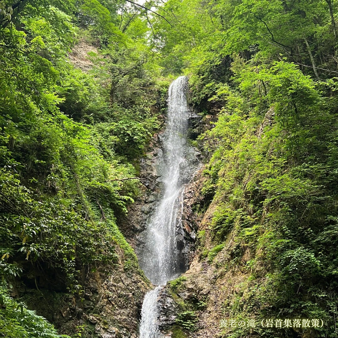 岩首昇竜棚田稲刈り体験
 (大人１名プラン)