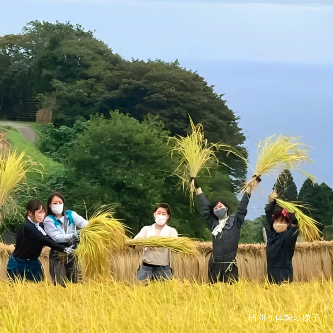 岩首昇竜棚田稲刈り体験
 (大人１名プラン)