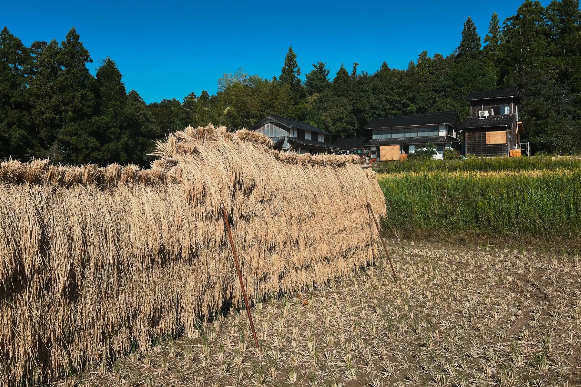 佐渡産コシヒカリ 天日干し自然栽培米
 （白米）10kg